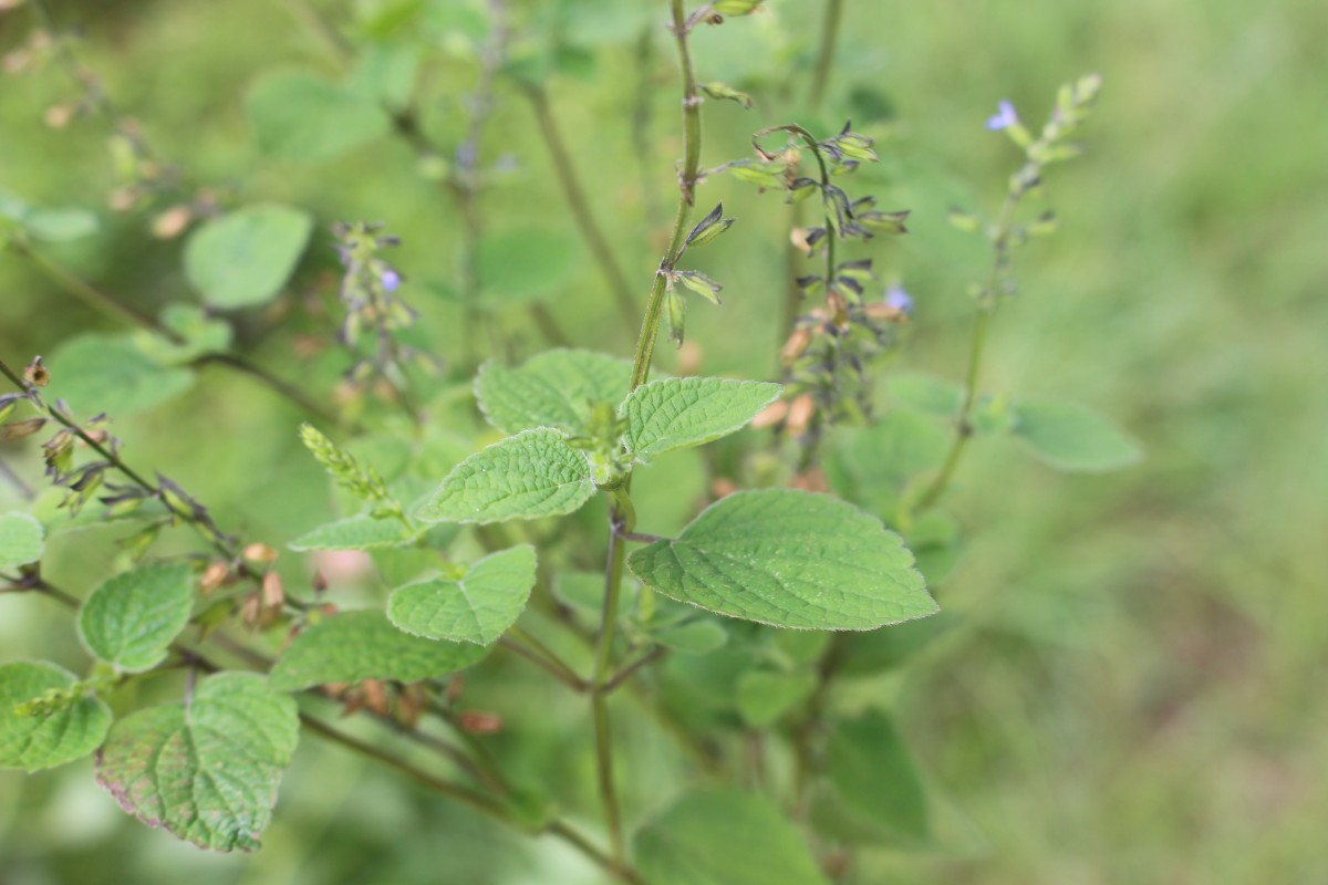 Salvia tiliifolia Vahl